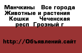 Манчкины - Все города Животные и растения » Кошки   . Чеченская респ.,Грозный г.